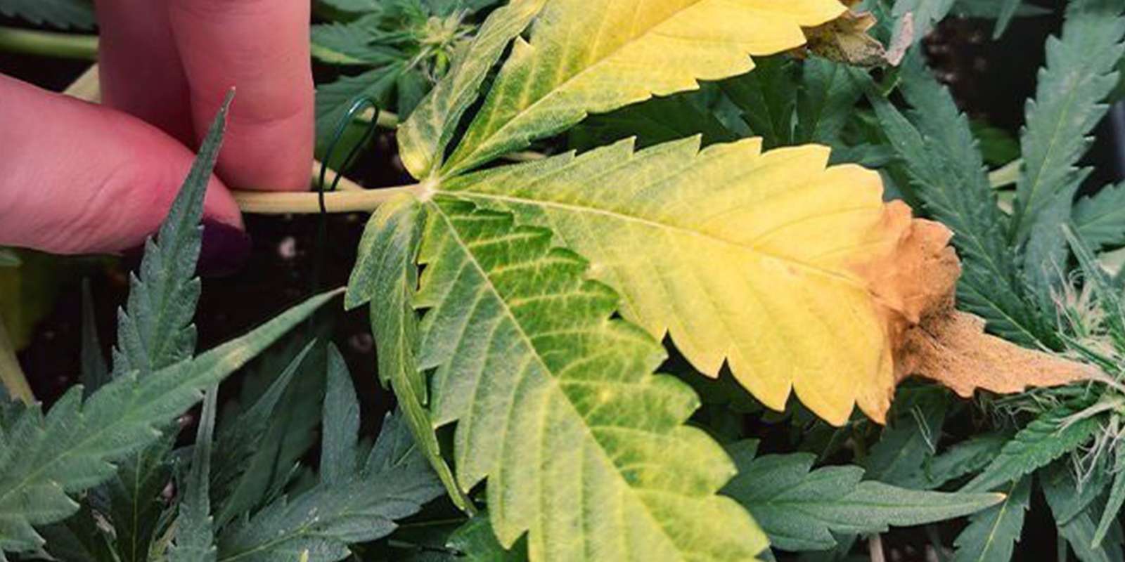 Symptoms of nitrogen deficiency