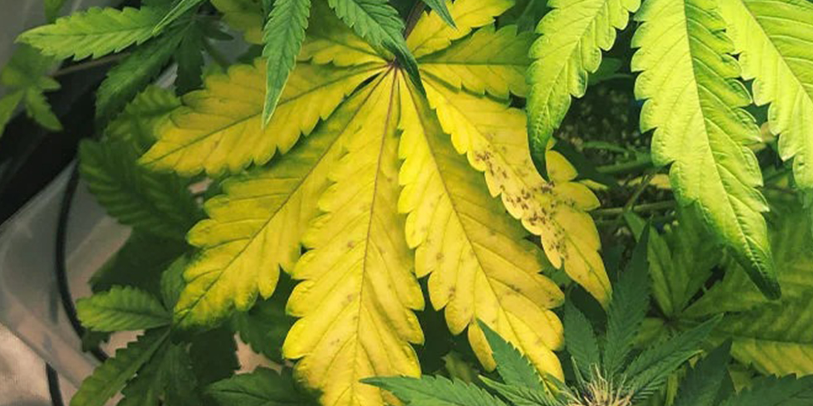 Symptoms of nitrogen deficiency