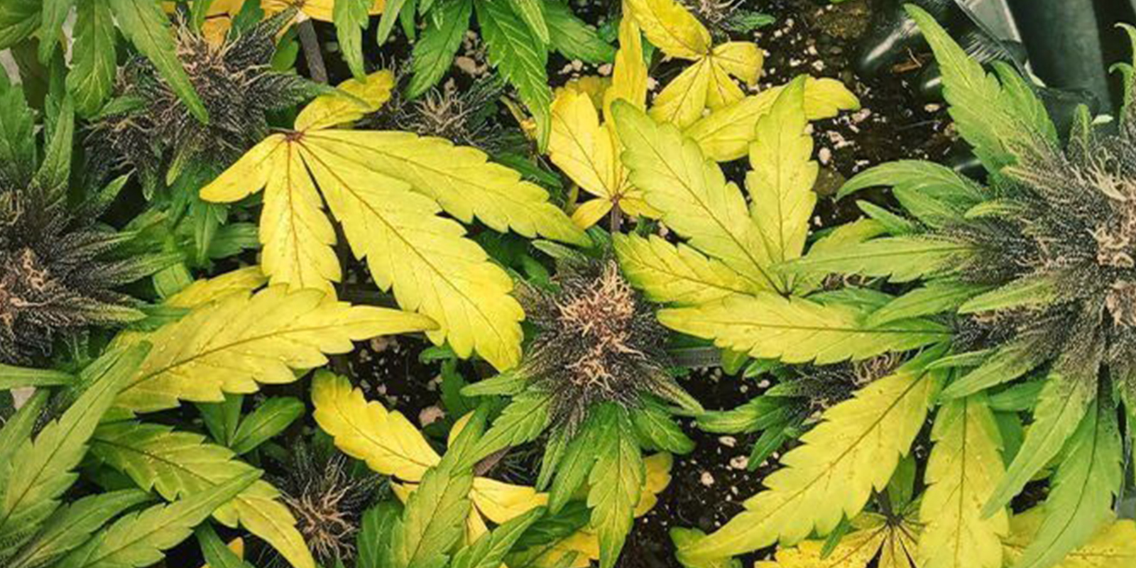 Symptoms of nitrogen deficiency