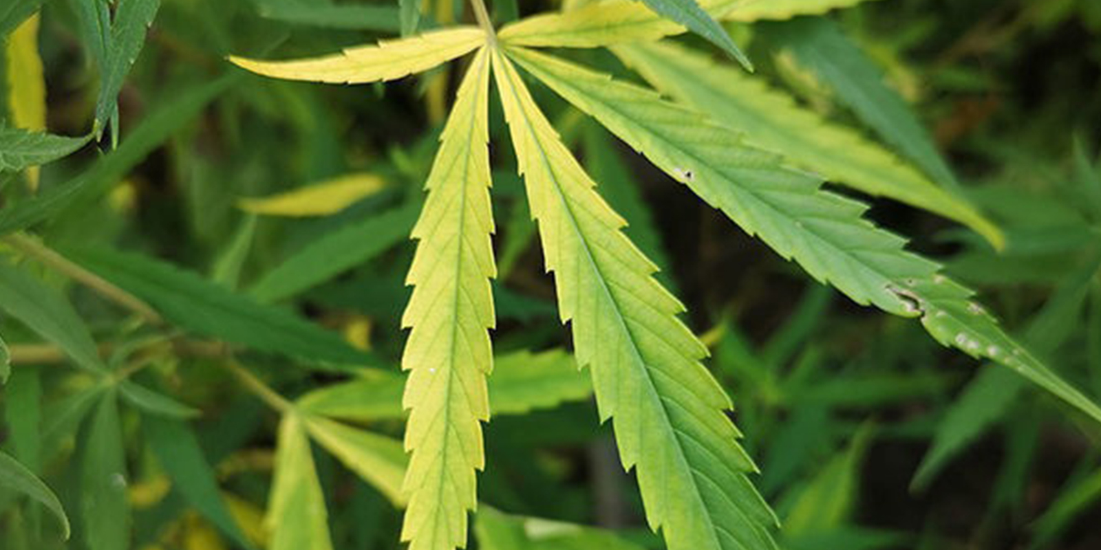 Symptoms of nitrogen deficiency