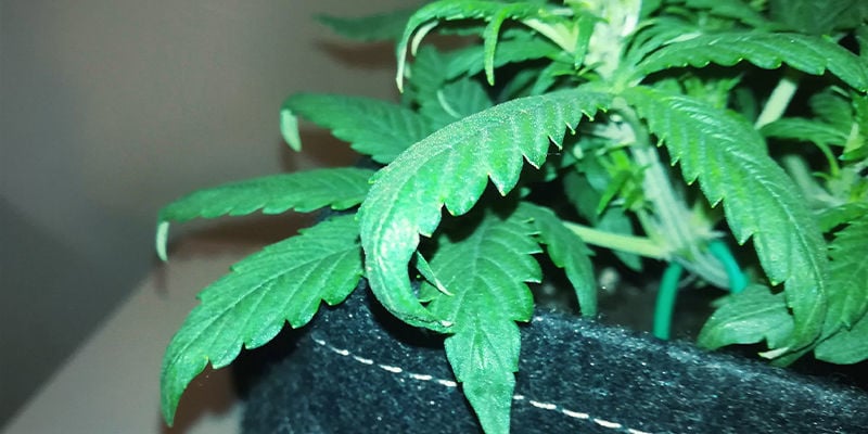 What nitrogen toxicity looks like in cannabis plants