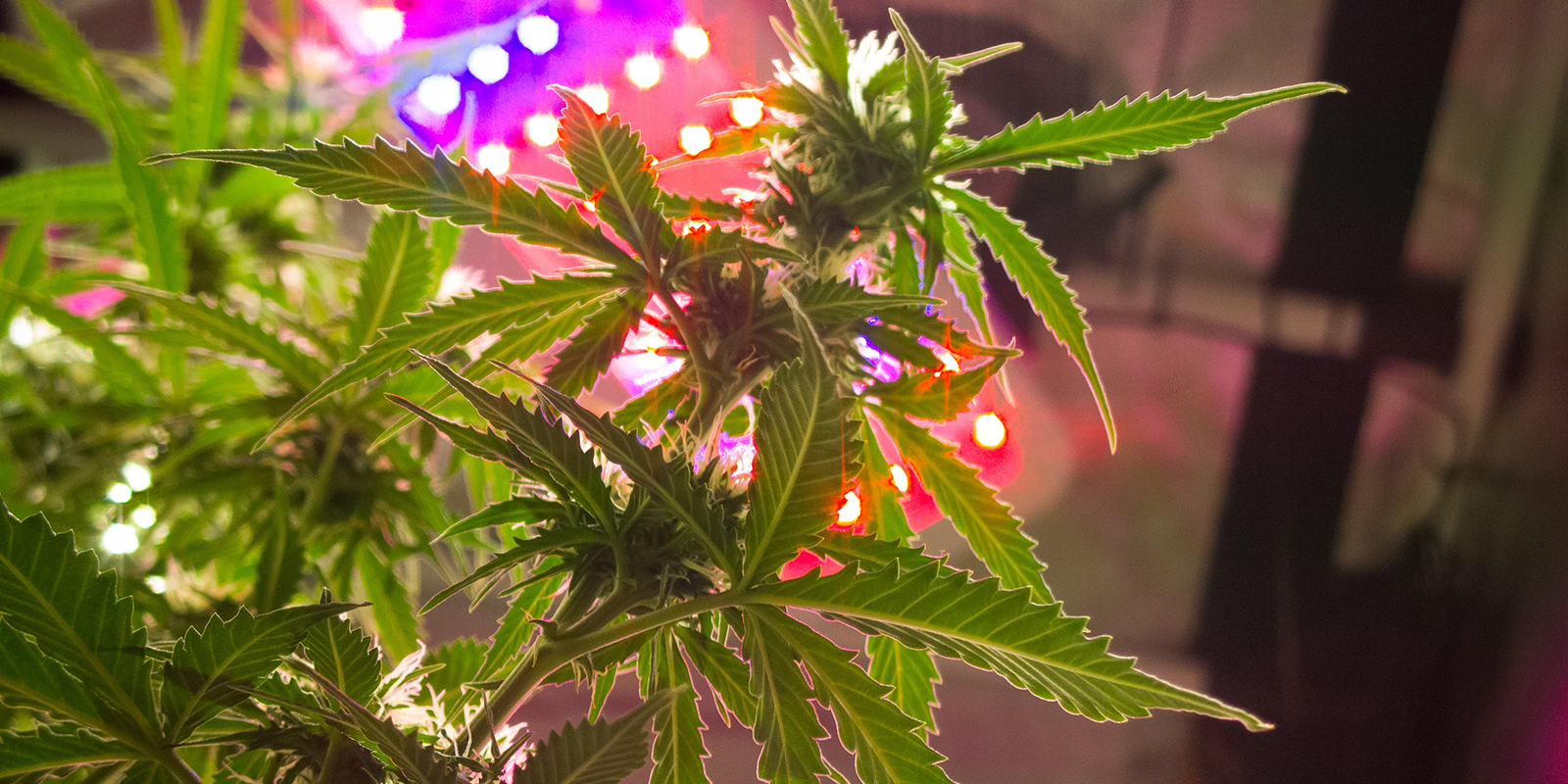 Light intensity by schedule