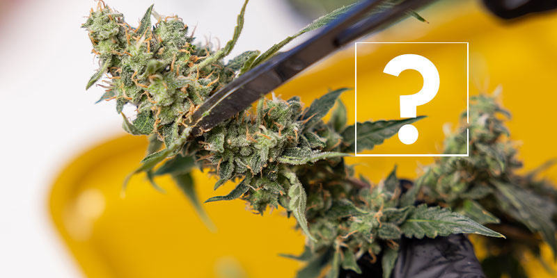 Can I still use affected plants or buds?
