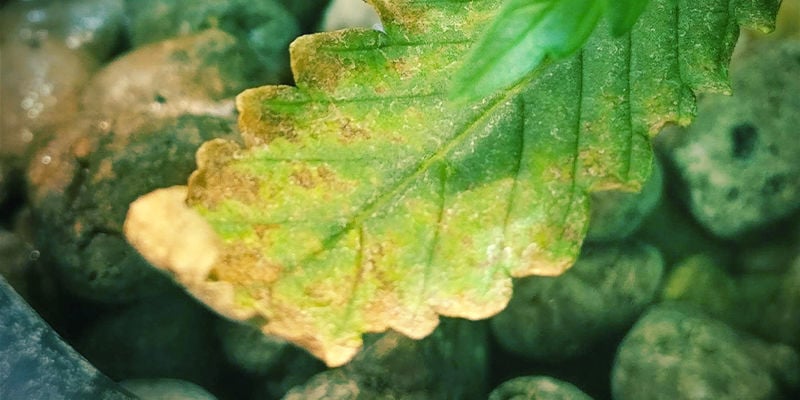 What a magnesium deficiency looks like in a cannabis plant