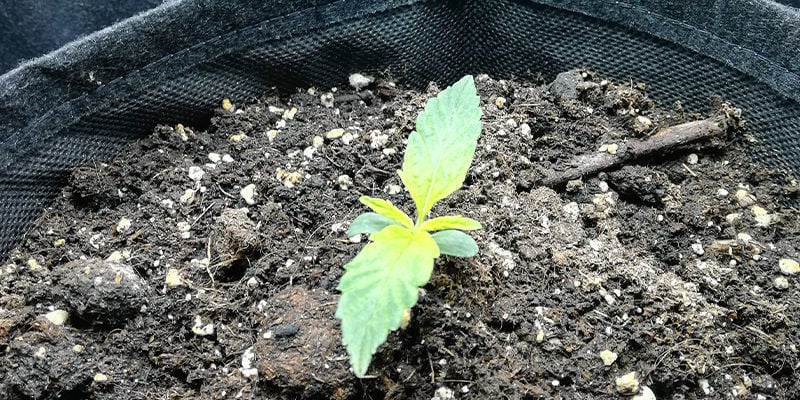 What a Sulphur deficiency looks like in a cannabis plant