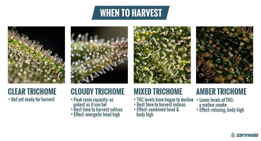 Trichomes: When To Harvest