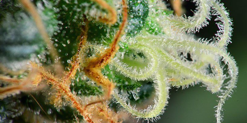 Using pistils to judge when to harvest weed