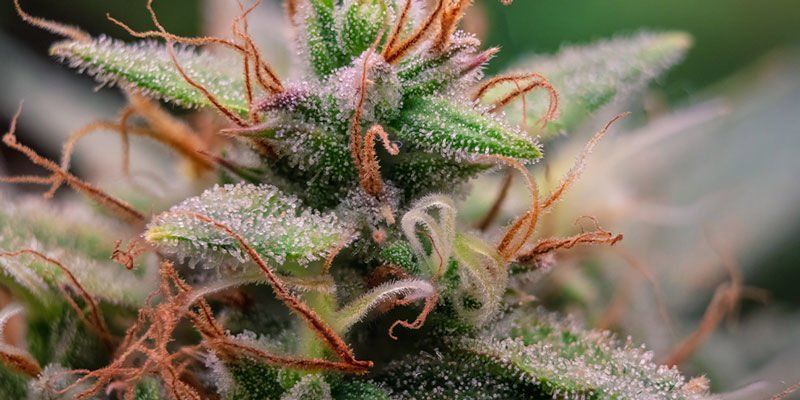 Using pistils to judge when to harvest weed