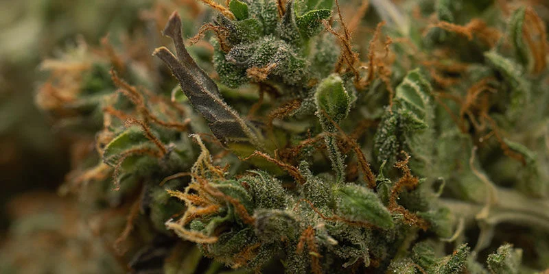 Using pistils to judge when to harvest weed