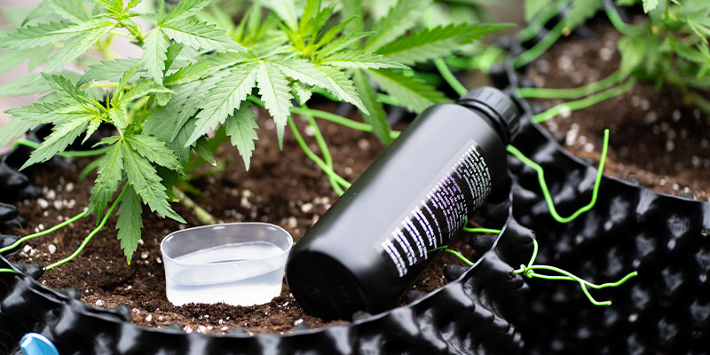 How to fix phosphorus deficiency in cannabis