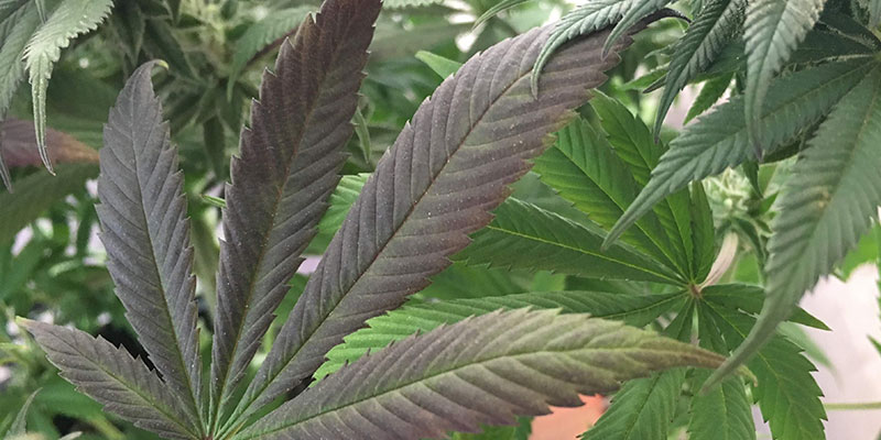 Signs of phosphorus deficiency in cannabis