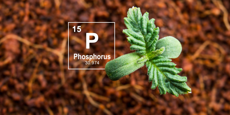Why phosphorus matters in cannabis cultivation