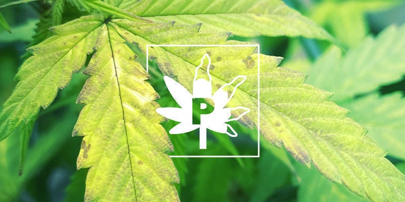 Phosphorus Deficiency In Cannabis Plants