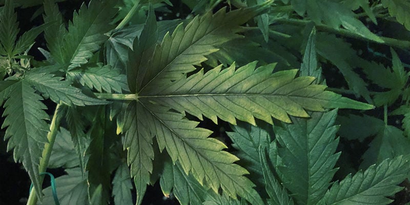 What phosphorus deficiency looks like in cannabis
