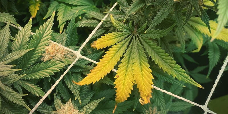 What zinc deficiency looks like in cannabis plants