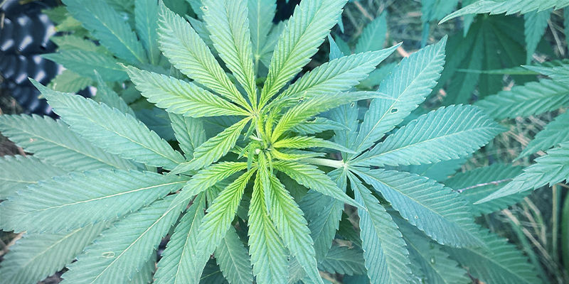 What iron deficiency looks like in cannabis plants