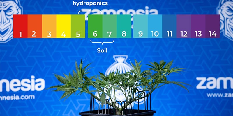 Rule out pH imbalance and nutrient lockout