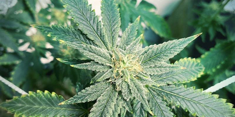 What potassium deficiency looks like in cannabis plants
