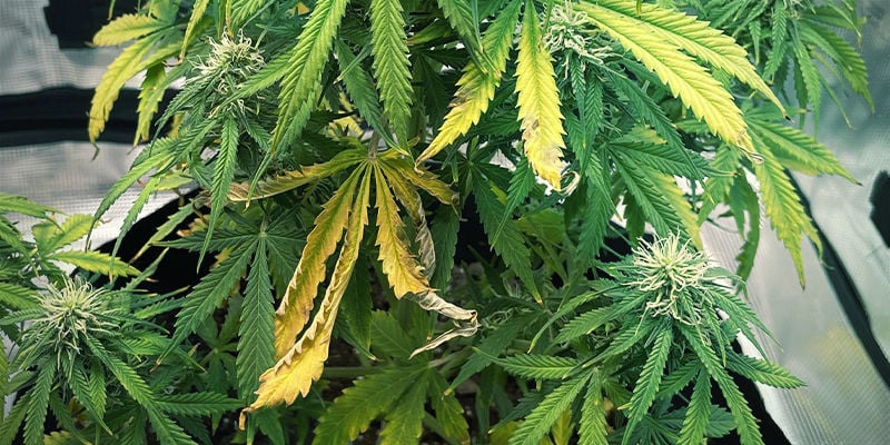 What potassium deficiency looks like in cannabis plants
