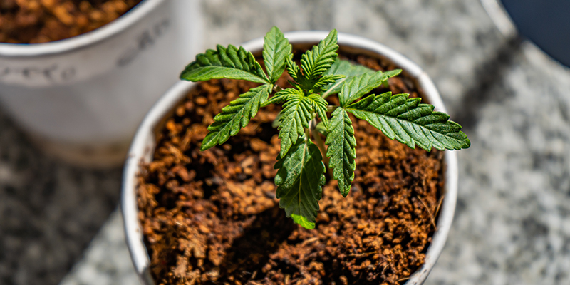 Best nutrients and feeding schedule for cannabis in coco