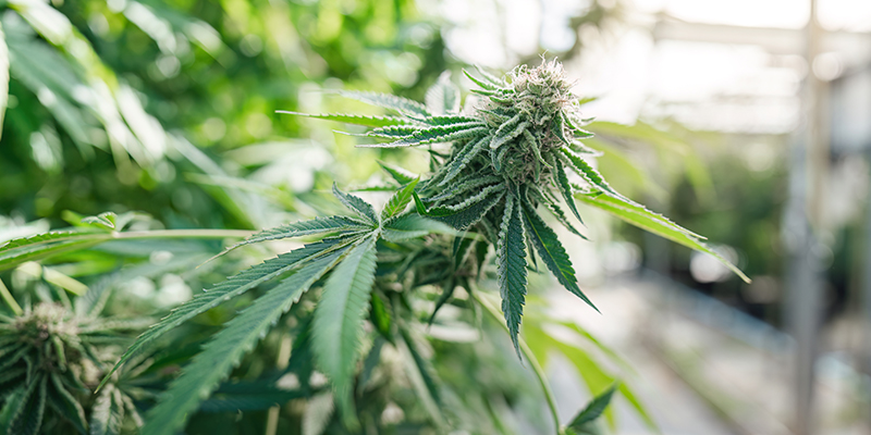 Coco coir: A great substrate for growing weed