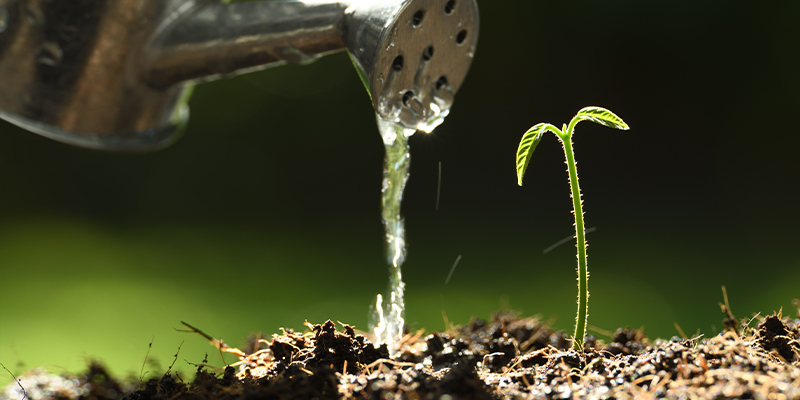 Watering and pH management in coco coir