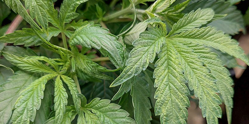 How to recognise boron deficiency