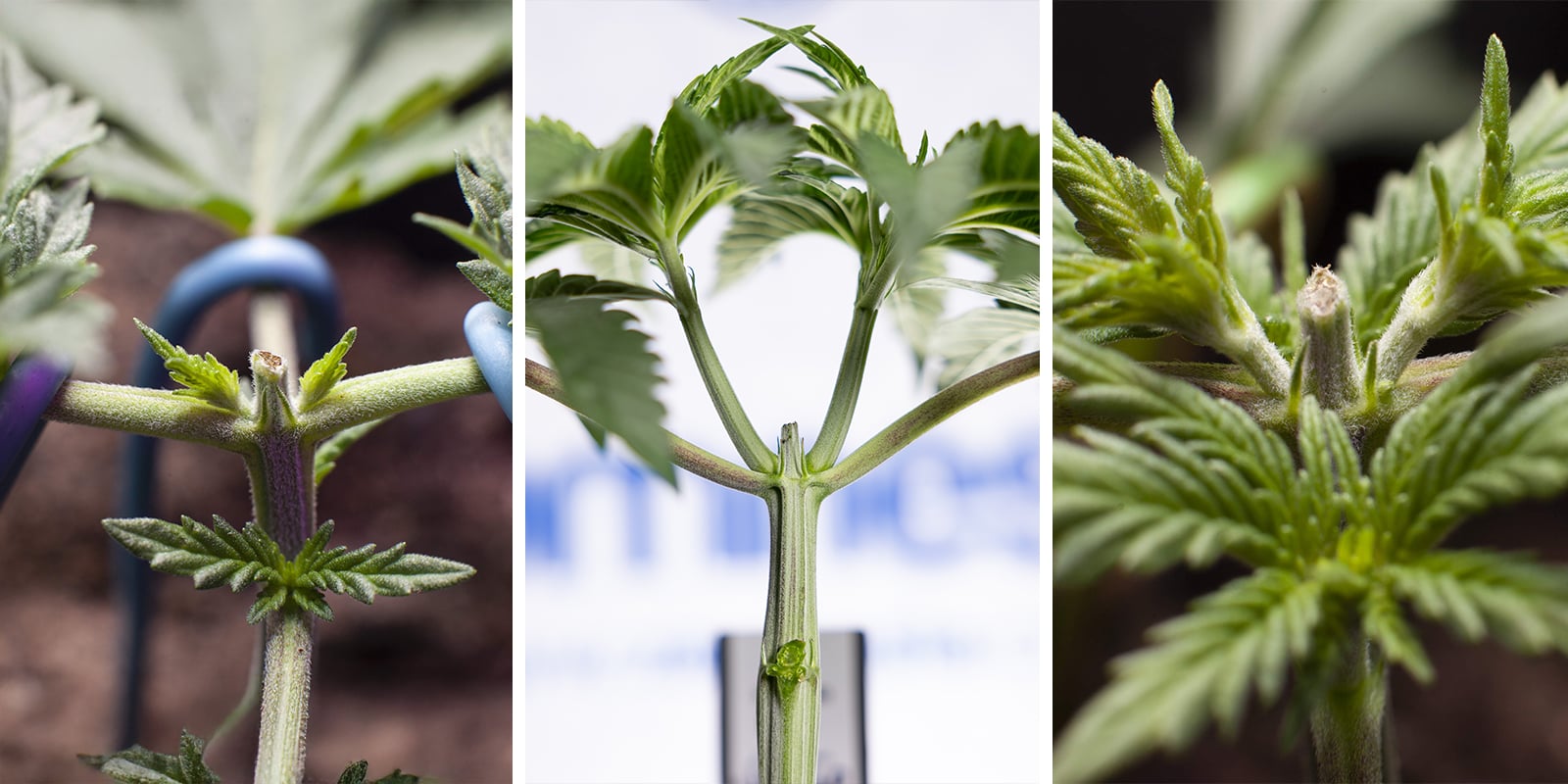 Topping autoflowers: A special case of high stress training Topping autoflowers: A special case of high stress training