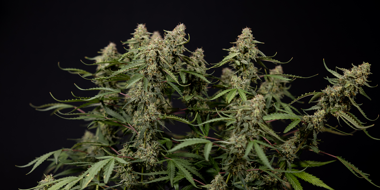 Can you train autoflowering cannabis plants? Can you train autoflowering cannabis plants?