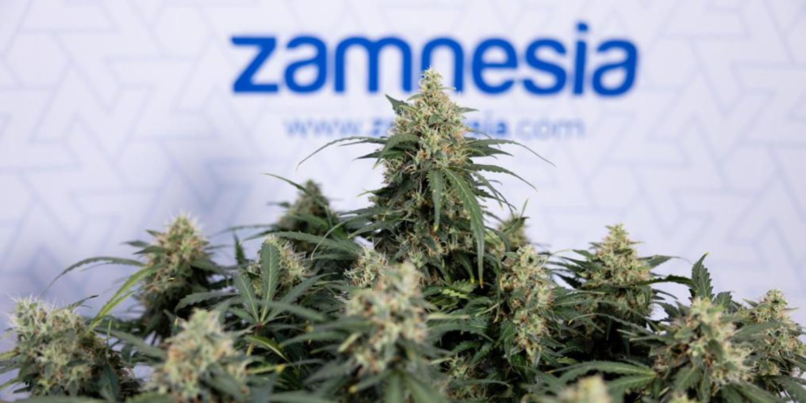 Key things to consider before training autoflowers Key things to consider before training autoflowers