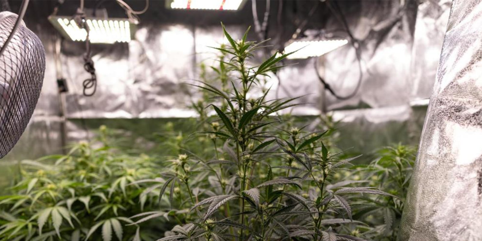 Should you train autoflowers? Should you train autoflowers?