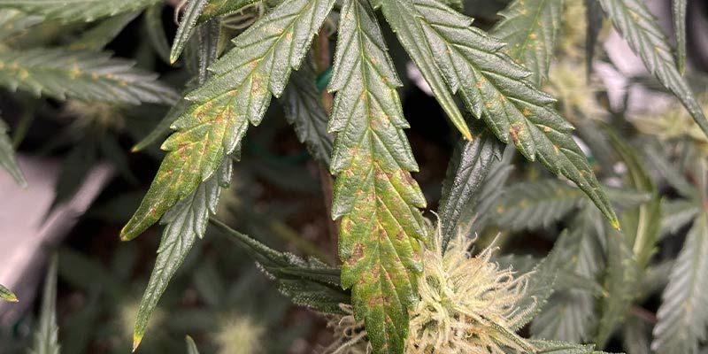 How to recognise a cannabis calcium deficiency - 2