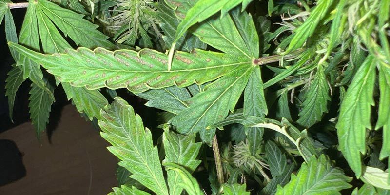 How to recognise a cannabis calcium deficiency - 4