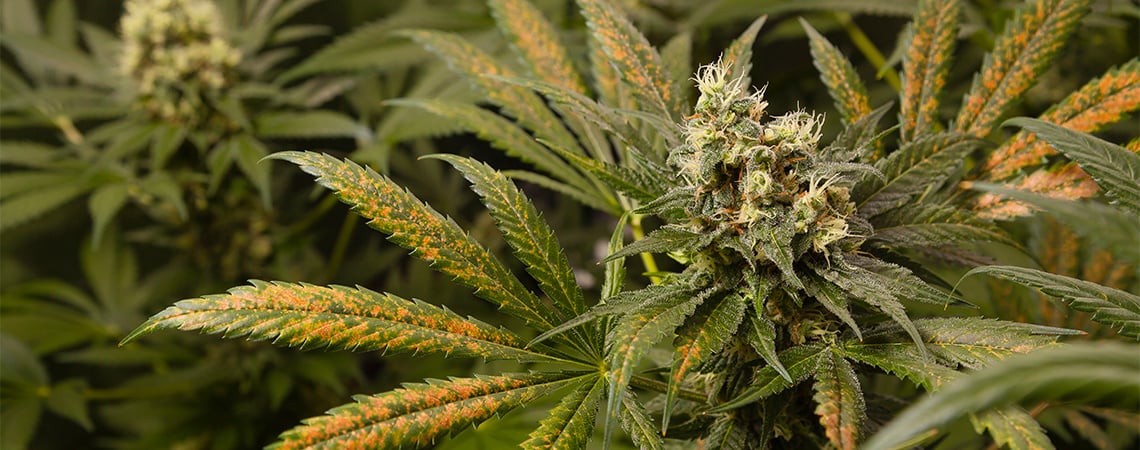 Calcium deficiency in cannabis plants