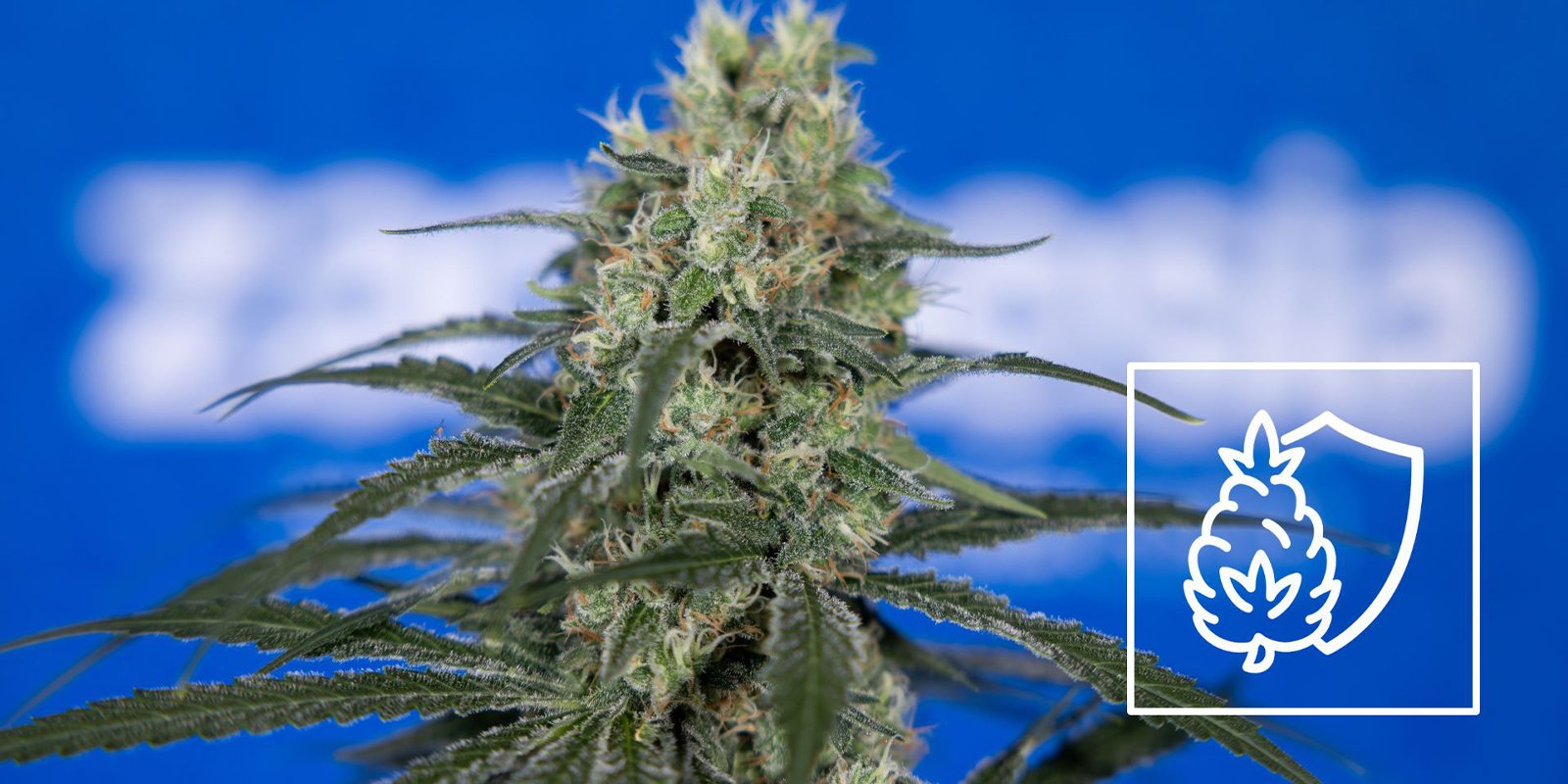 Calcium: Crucial to big buds