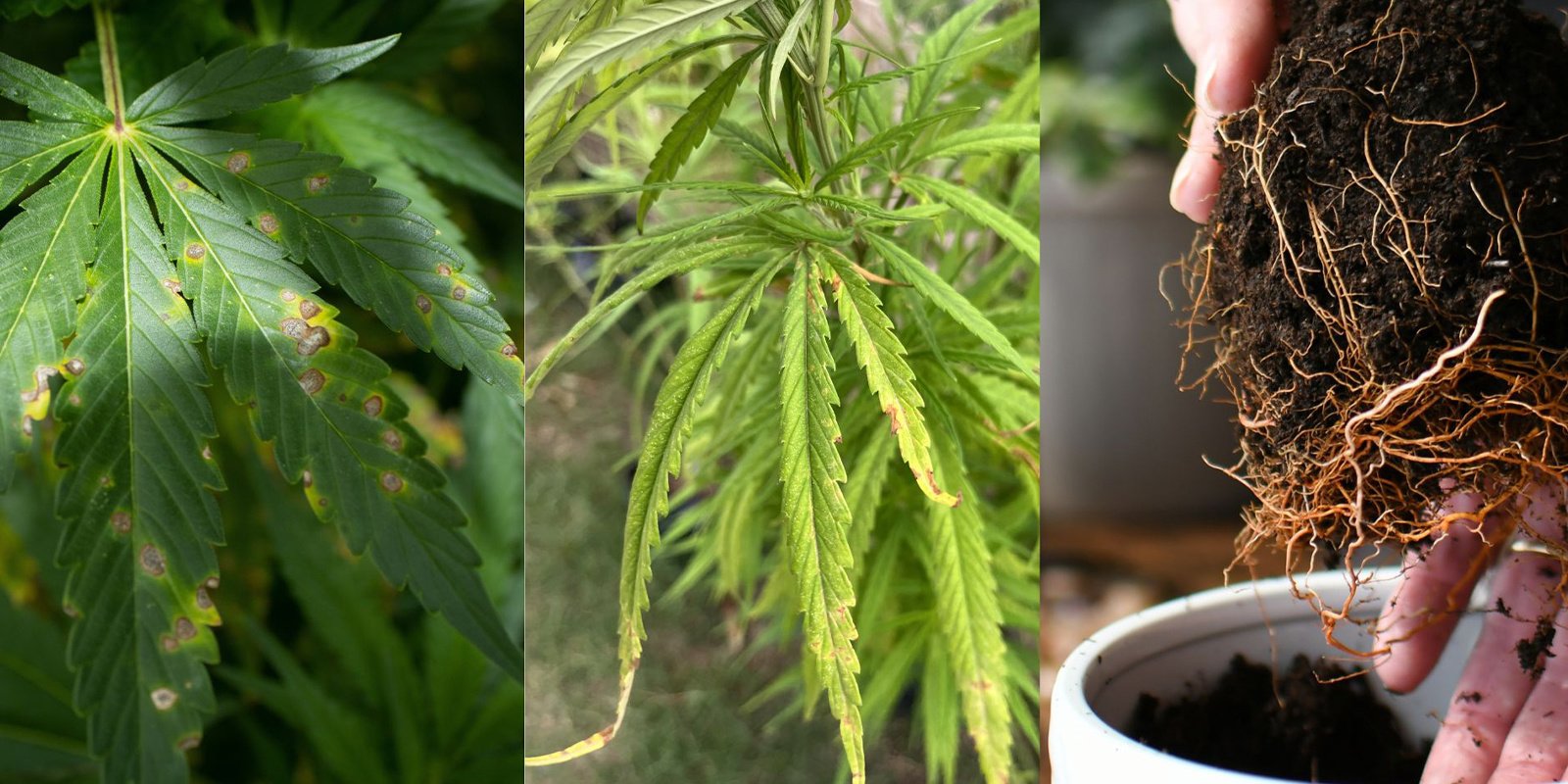 Common early signs