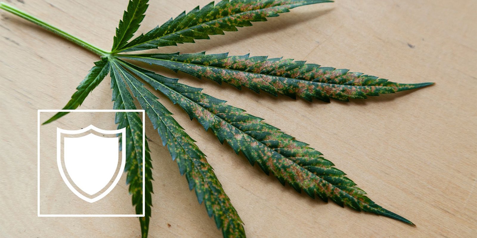 How to prevent cannabis calcium deficiency
