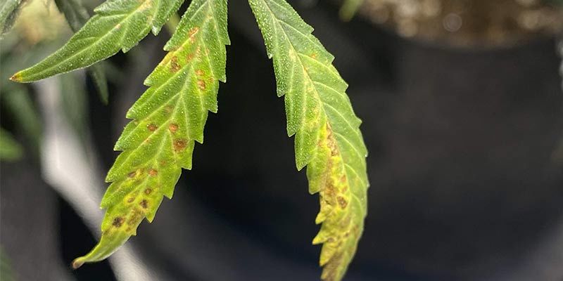 What causes calcium deficiency in marijuana plants?