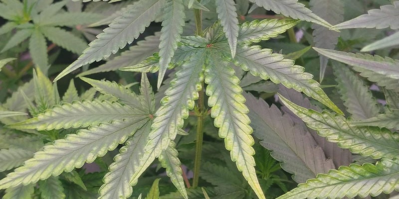 What copper deficiency looks like in cannabis