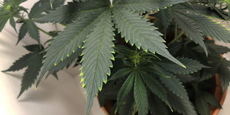 What copper deficiency looks like in cannabis