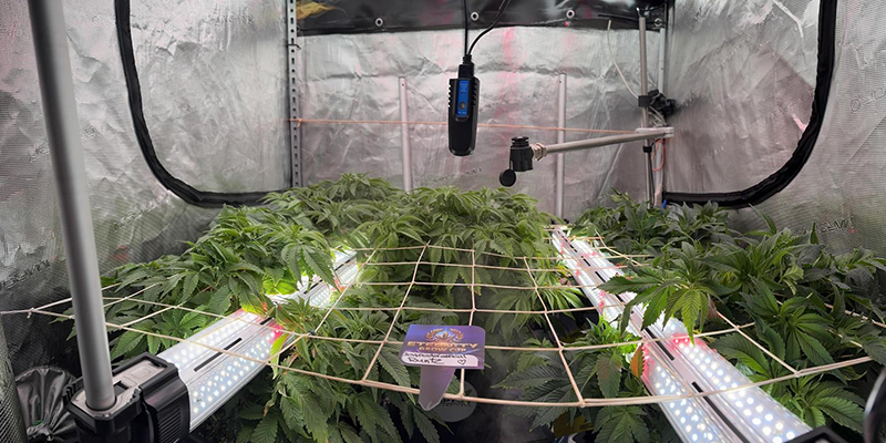 Assessing your grow room setup