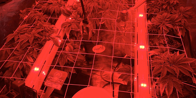 Best types of lights for intercanopy use