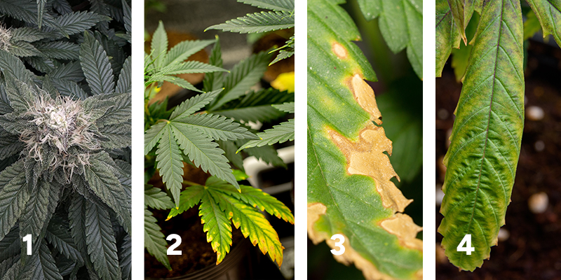Observing plant response