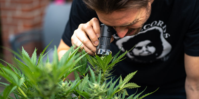 Differentiating powdery mildew from other issues