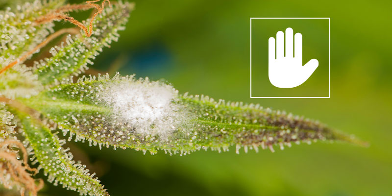 How to confirm powdery mildew