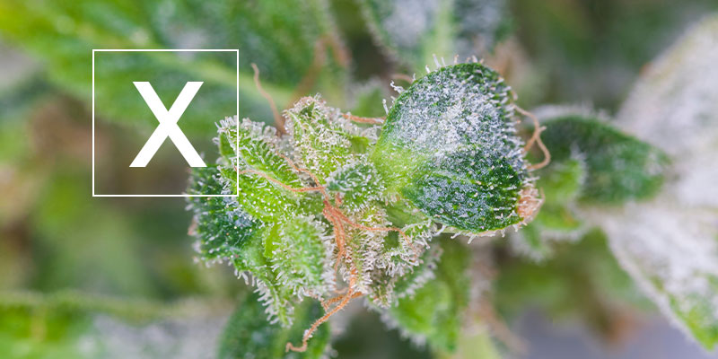 Powdery mildew on cannabis: Is it safe?