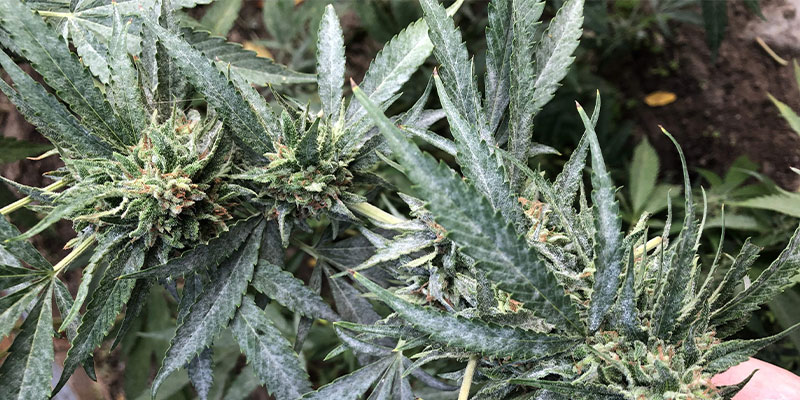 What does mildew look like on cannabis?