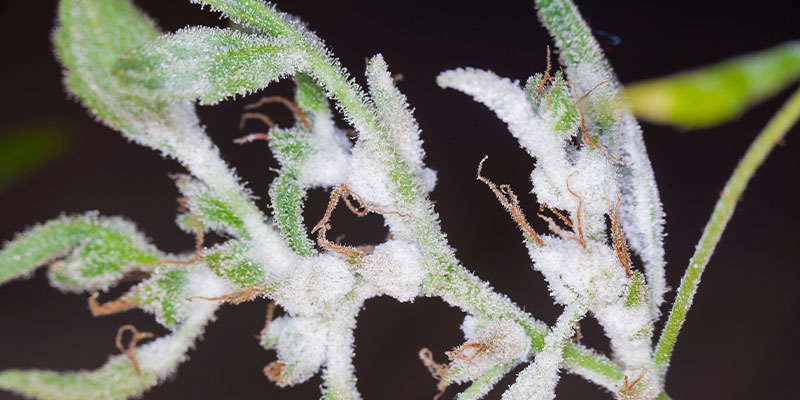 What is powdery mildew?