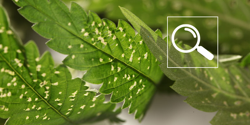 Common causes of white spots on cannabis