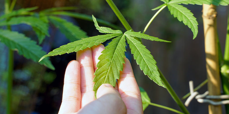 How to identify the cause of white cannabis spots